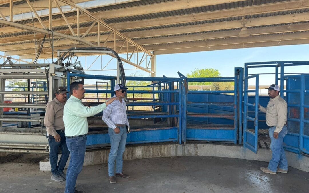 Intensifican controles sanitarios en ganadería del sur estatal para proteger exportaciones