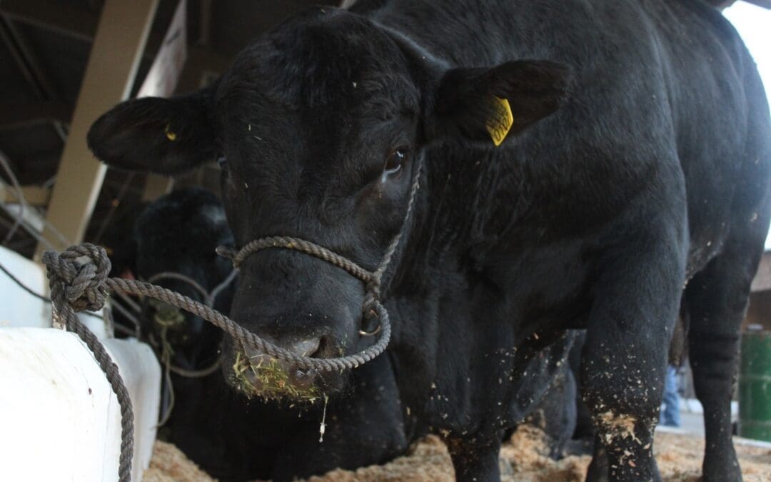 Estado entrega 340 toros de registro para mejorar genética ganadera