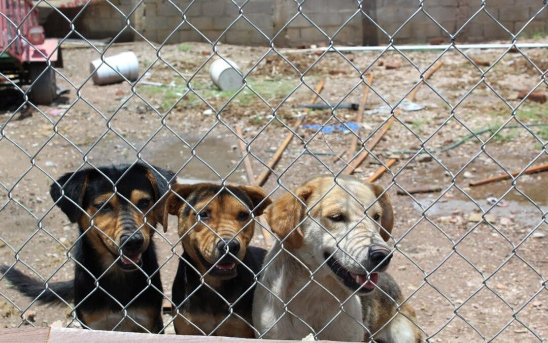 Siguen denuncias de maltrato animal en la ciudad