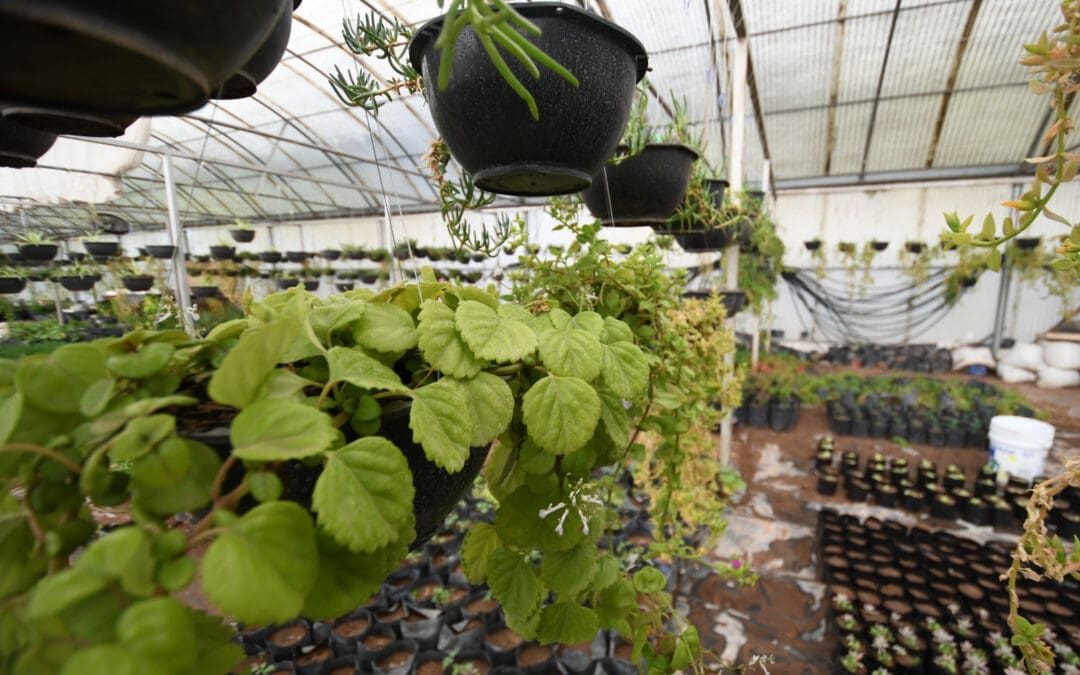 La UACH comparte consejos para cuidar tus plantas al salir de vacaciones