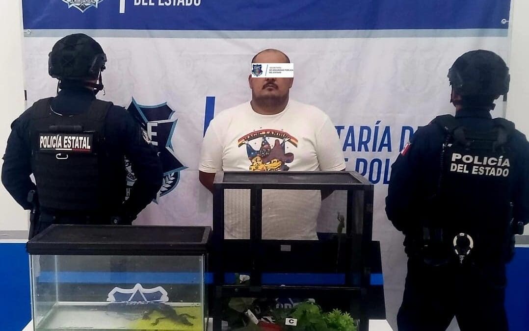Lo detienen por vender sin perimiso a un cocodrilo y tres iguanas, en Juárez