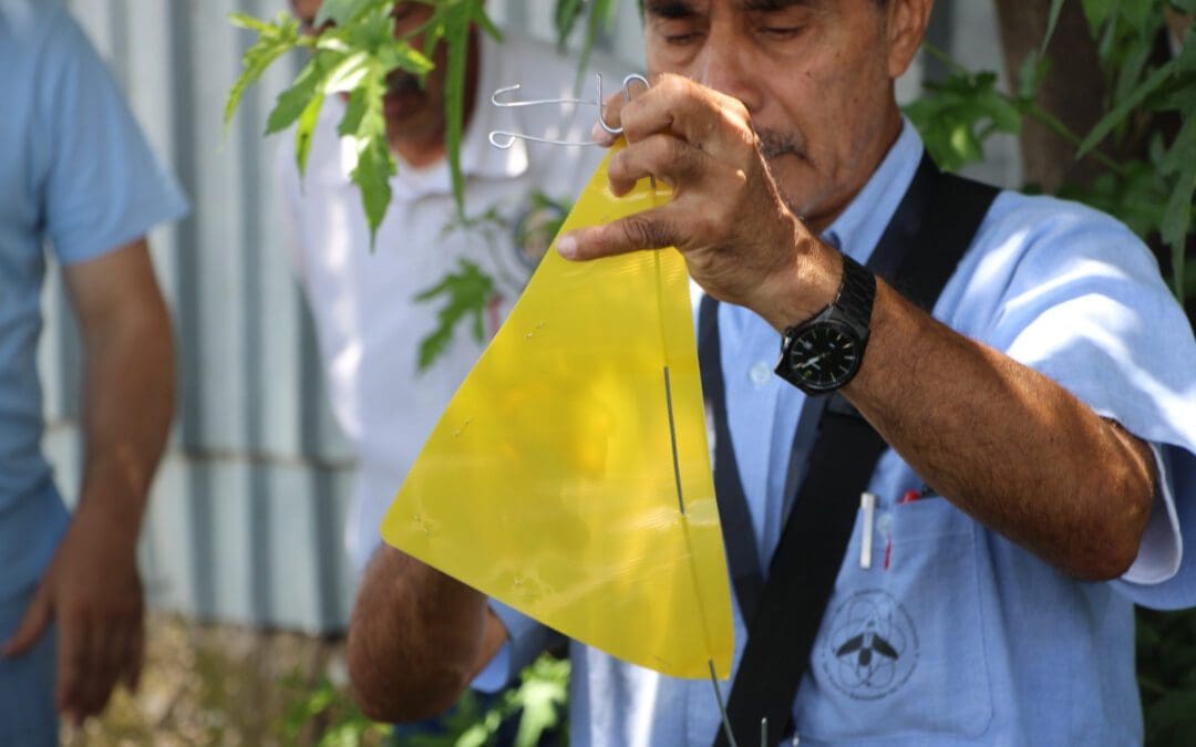 Así funcionan las trampas que detectan la mosca portadora del Gusano Barrenador del Ganado
