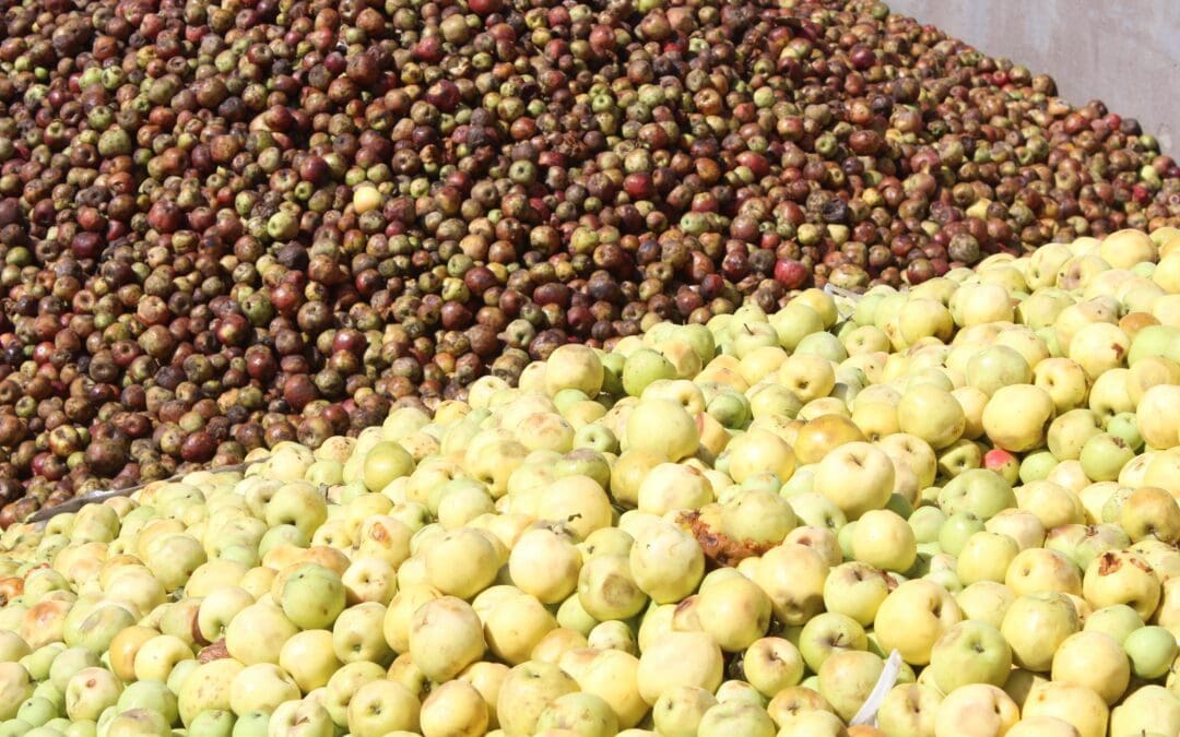 Produce Vivero Estatal 100 mil árboles de manzana al año