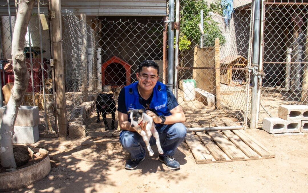 Encontraron hogar 32 perritos tras campañas de adopción de Desarrollo Humano y Bien Común 