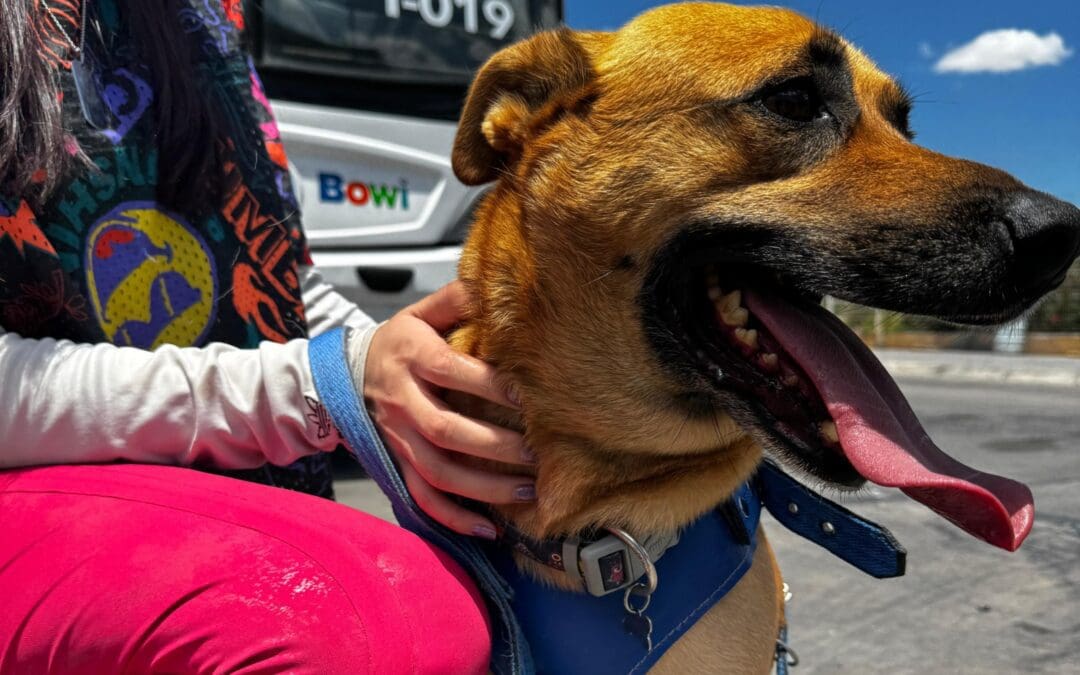 Conoce los requisitos para llevar un perro guía en el Bowí