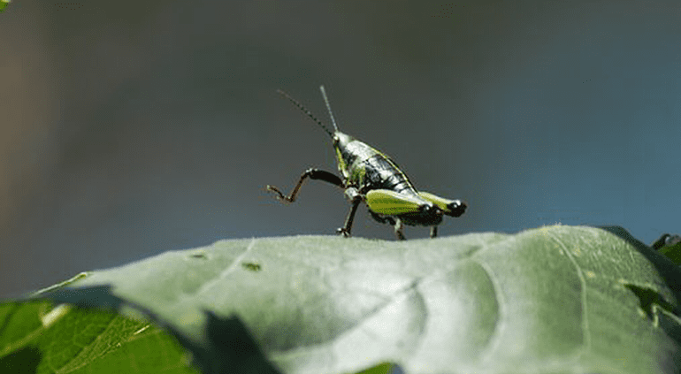 Coordinan control biológico de plaga de chapulín en cultivos
