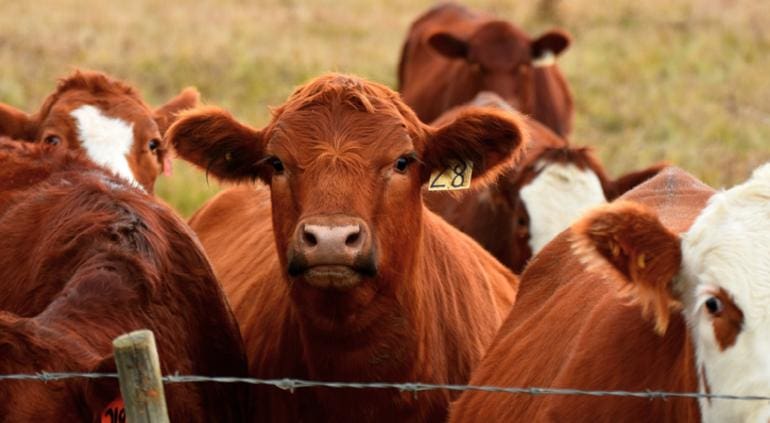Detectan nuevo caso de gusano barrenador en Nuevo León