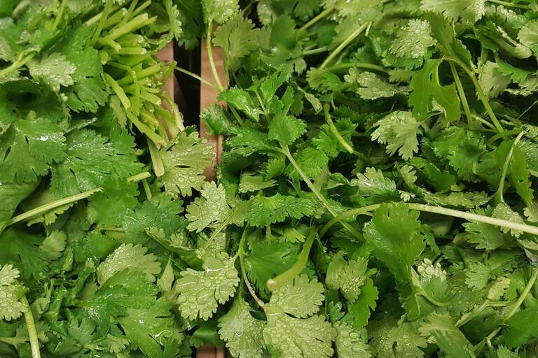 El cilantro, ayuda a combatir el mal aliento