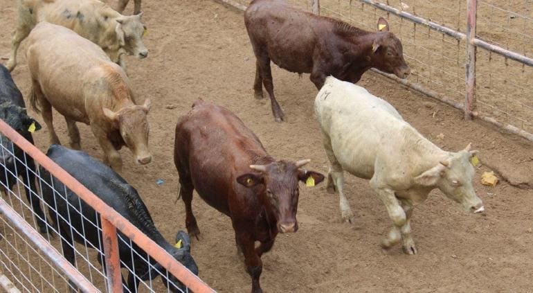 Avanzan diálogos con EU para reabrir frontera a ganado chihuahuense