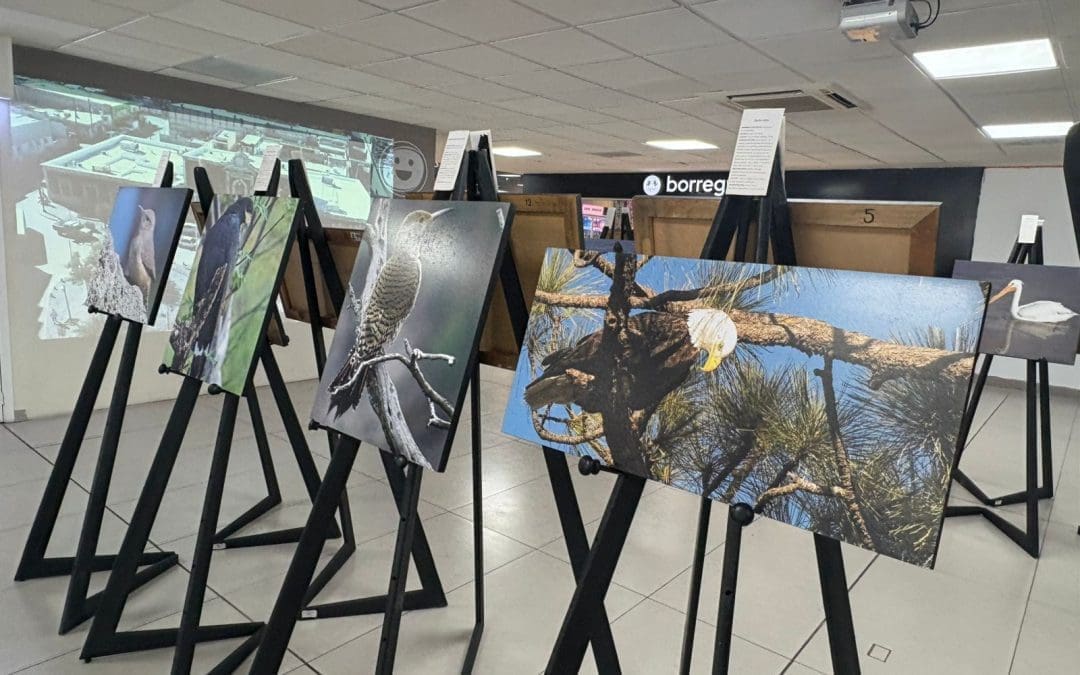 Presentan exposición «Alas que vuelan con el viento» en Aeropuerto