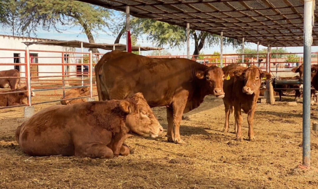 Chihuahua podría reactivar exportación de ganado a Texas