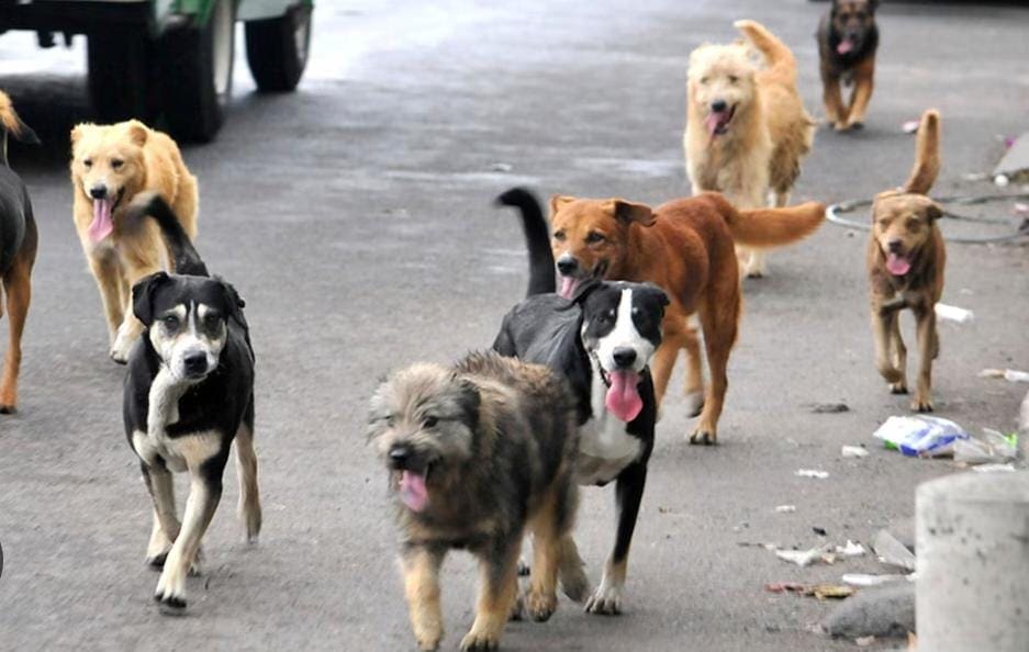Vecinos tienen miedo por perros callejeros