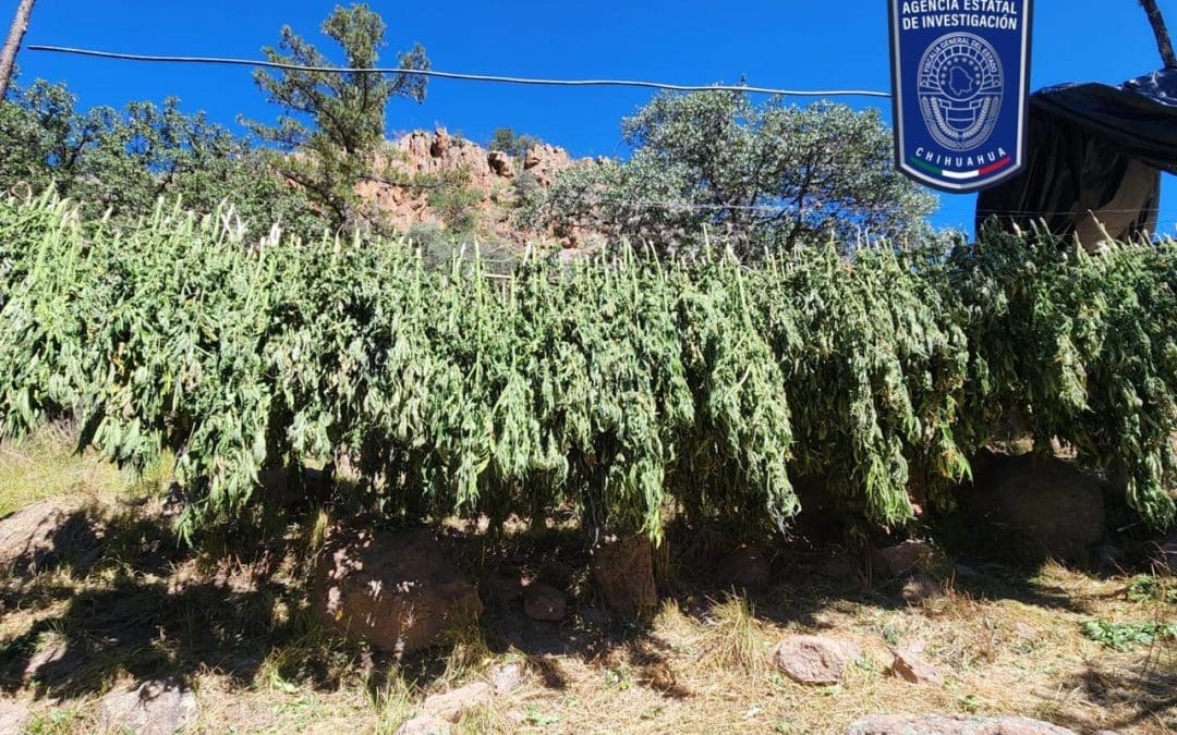 Descubren tendederos de marihuana secándose