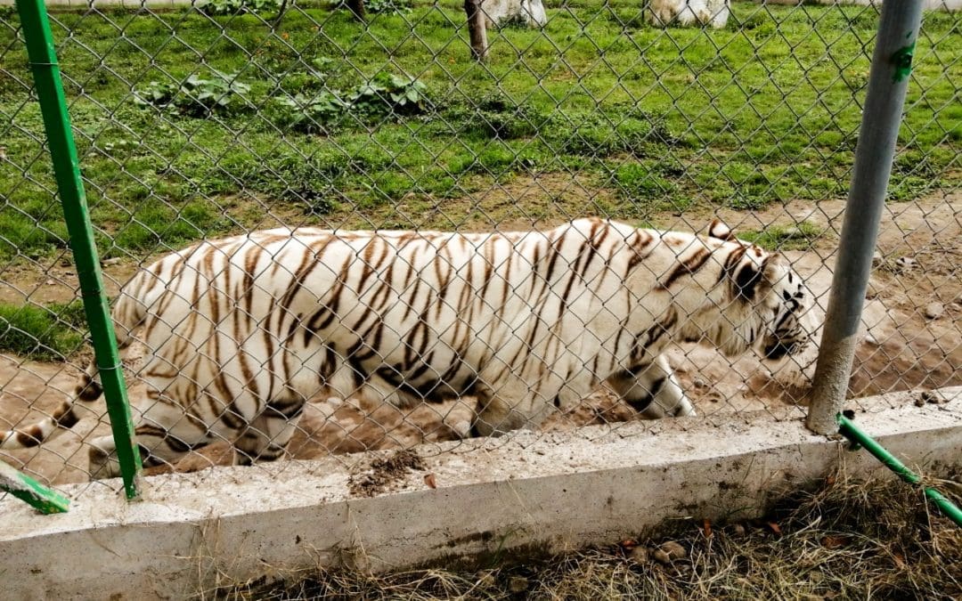Se fuga tigre de bengala de Zoológico