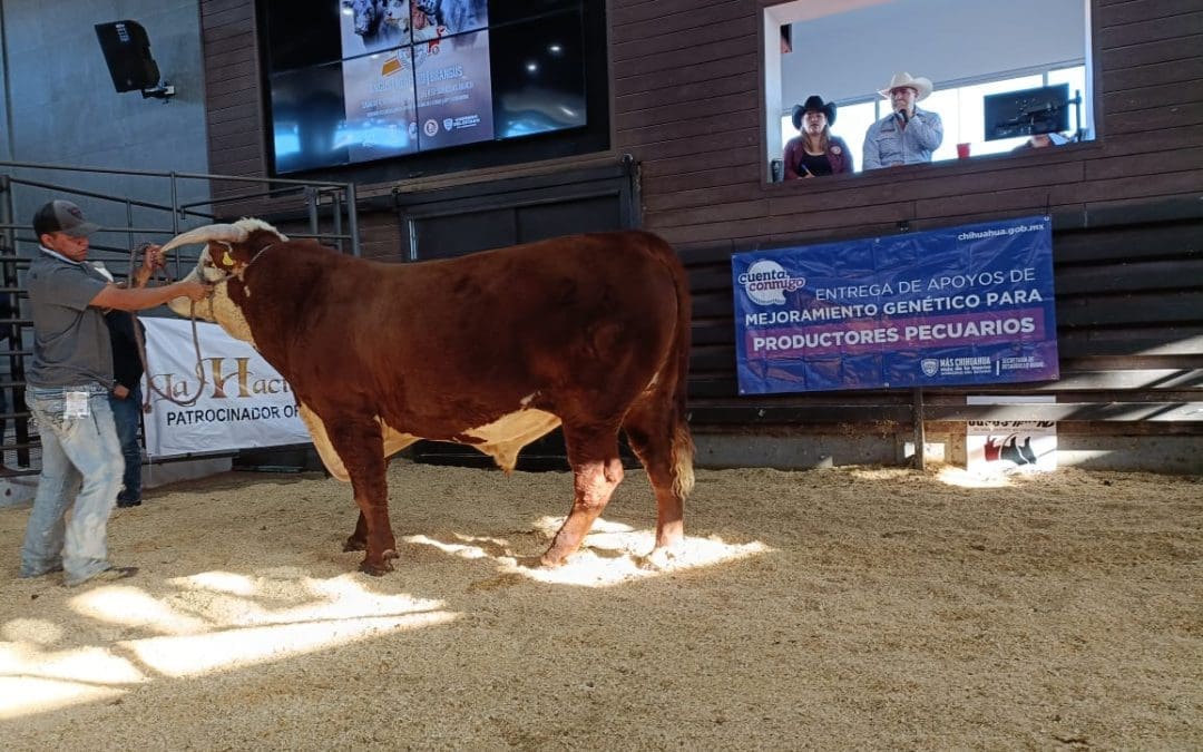 Reportan éxito en subasta de novillos en ExpoGan 2025