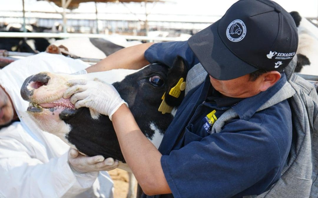 Prohibirá Estado entrada de ganado del sur por tema del gusano barrenador 