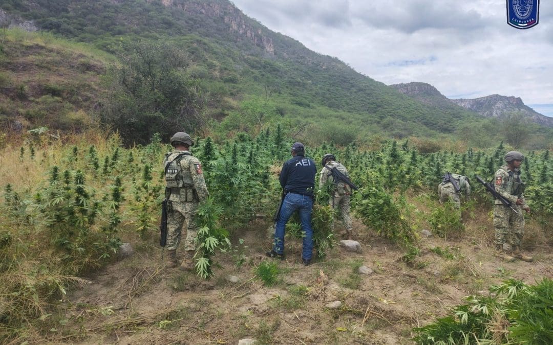 En operativo destruyen tres operativos de mariguana en Ocampo