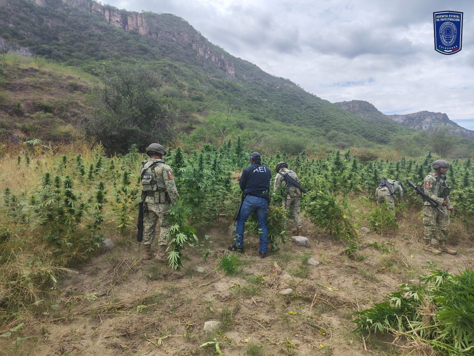 En operativo destruyen tres operativos de mariguana en Ocampo