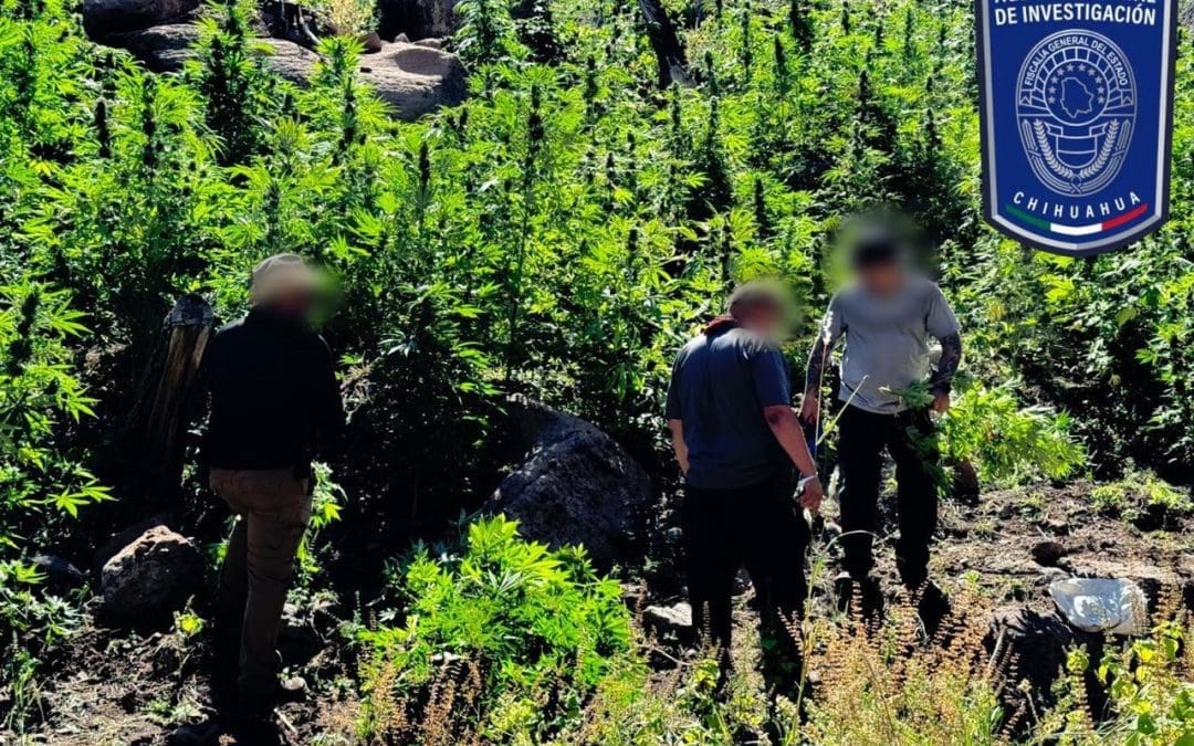 Catean Rancho Georgina, localizan sembradíos de marihuana y campamentos