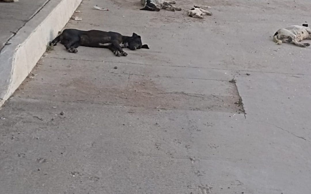 Perros agresivos abandonados ponen en riesgo a menores en Villa Juárez