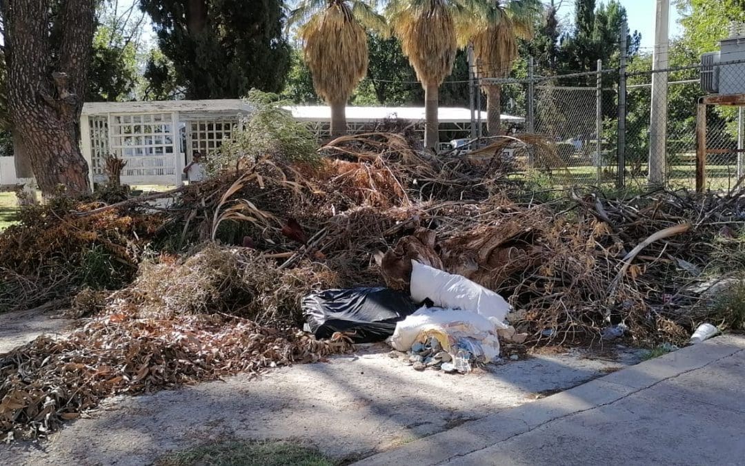 Denuncia ciudadana: Montones de ramas y basura detrás de la Secretaría de Cultura