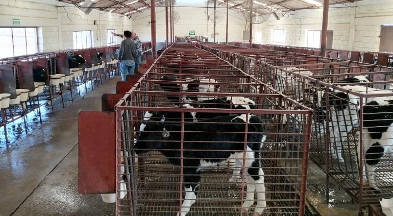 Invierte Estado 79.3 mdp para prevenir enfermedades en el ganado durante 2025