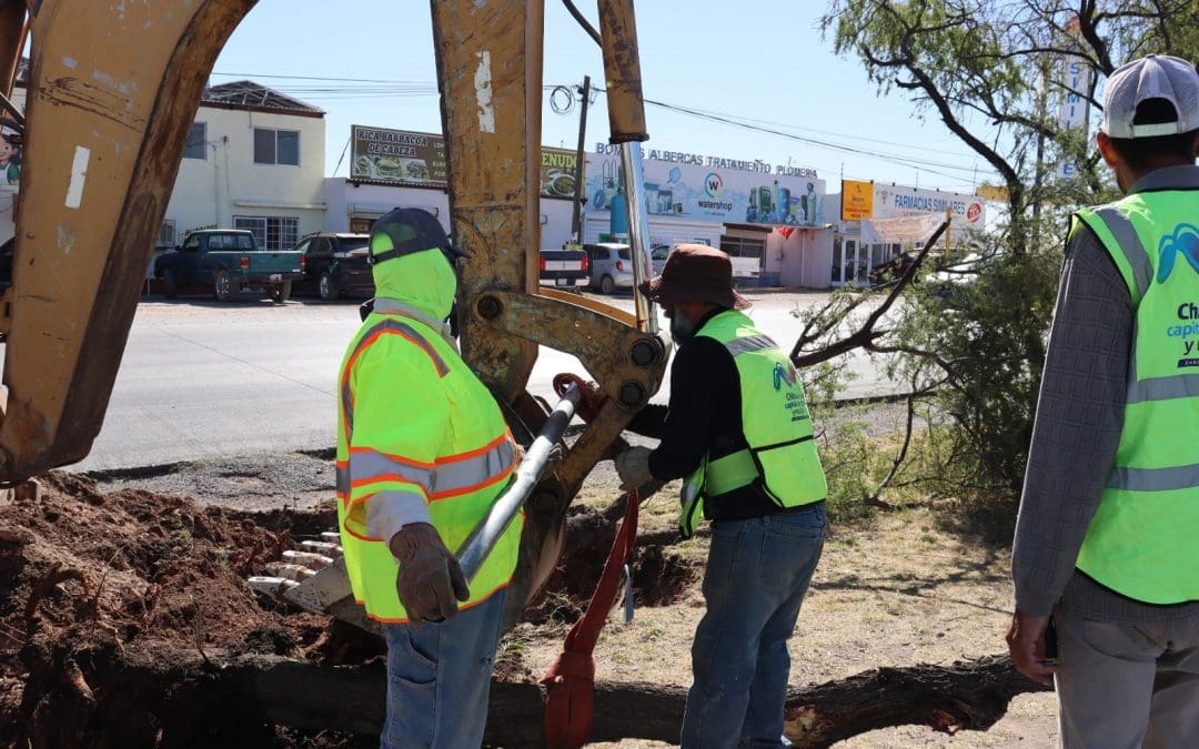 Reubican árboles retirados de la Fuerza Aérea y Carretera Aldama
