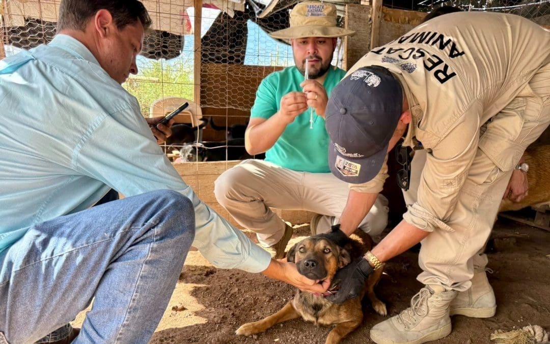 Apoyan a 22 asociaciones animalistas