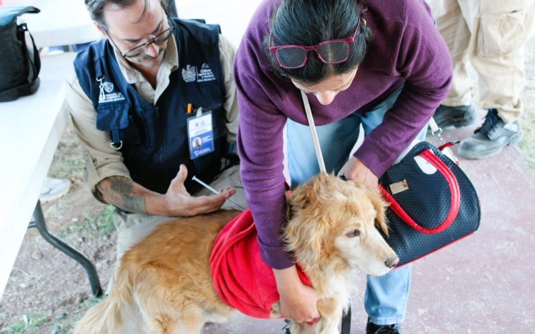 Realizarán jornada gratuita de atención para mascotas en Minerales