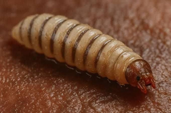 Extienden alerta por gusano barrenador a quienes transporten mascotas