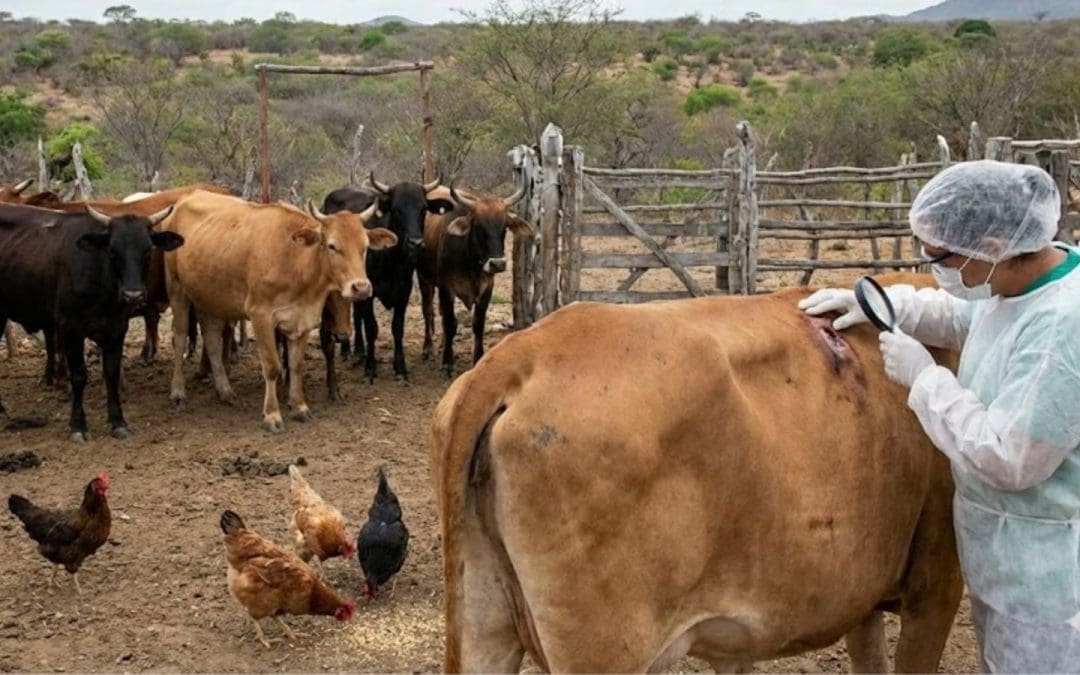Gobierno federal activa emergencia sanitaria por gusano barrenador