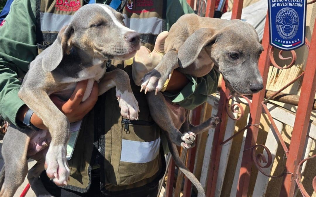 La Fiscalía aseguró 592 animales en situación de maltrato en Juárez