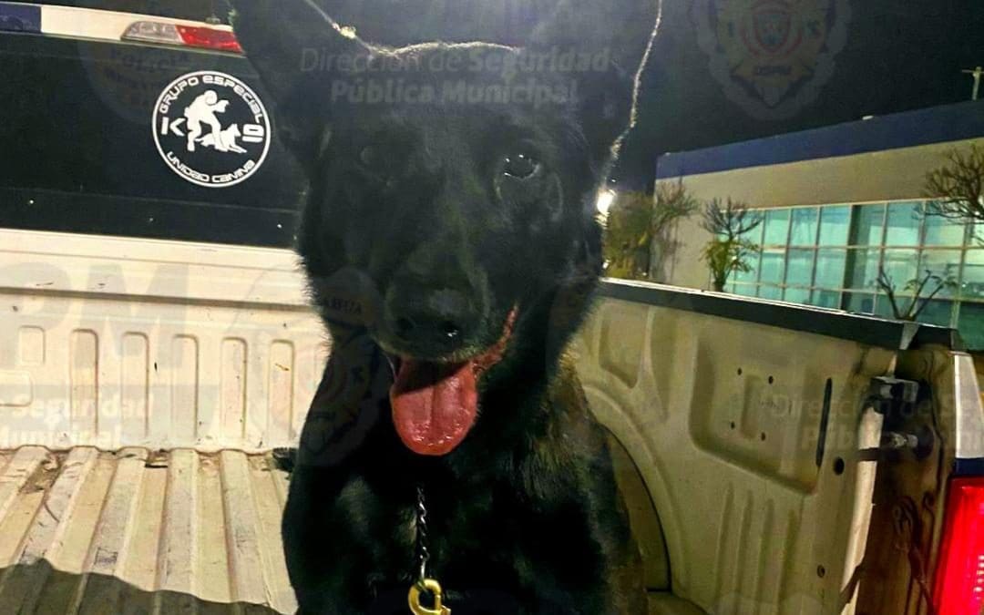 Agente canino neutraliza a persona rijosa