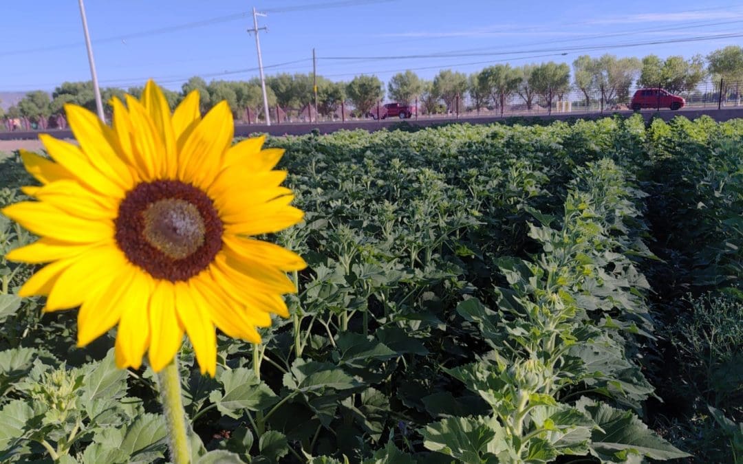 UACH impulsa el uso de semillas nativas para el ahorro de agua