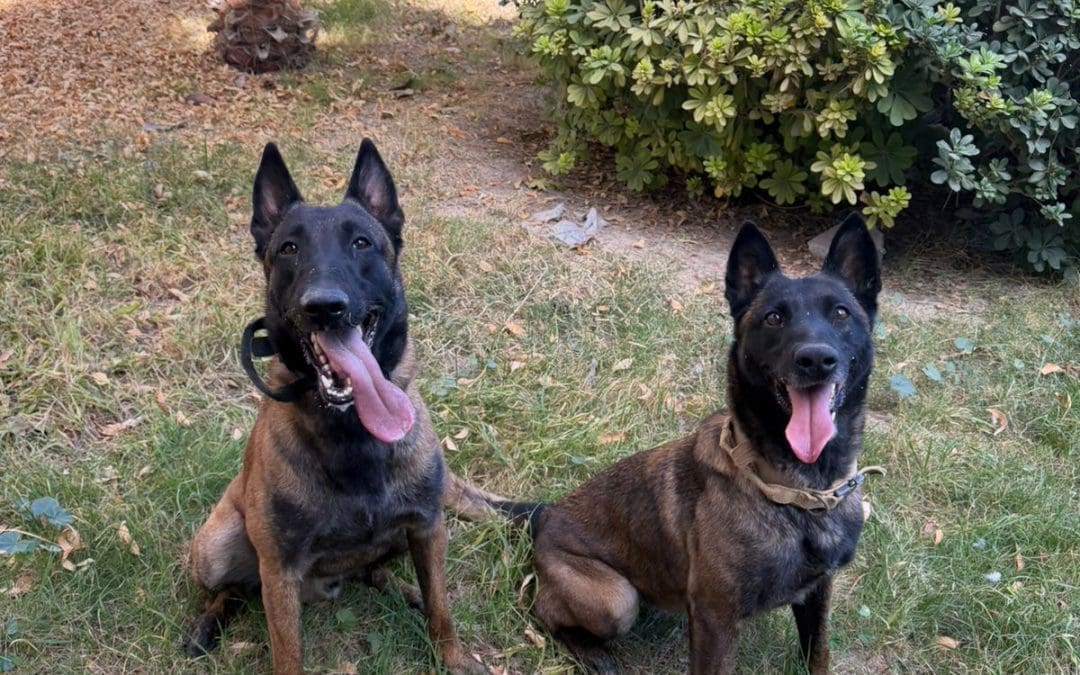 Certifican a binomios caninos de la FGE en Ciudad Juárez