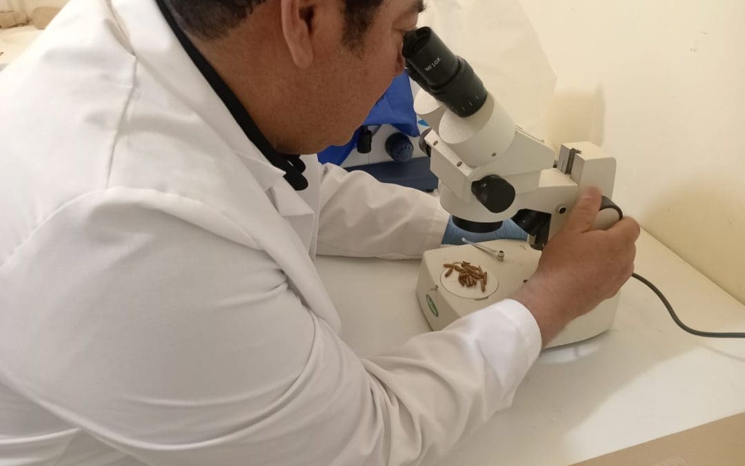 Docentes de la UACH desarrollan alternativa para la revalorización de residuos orgánicos