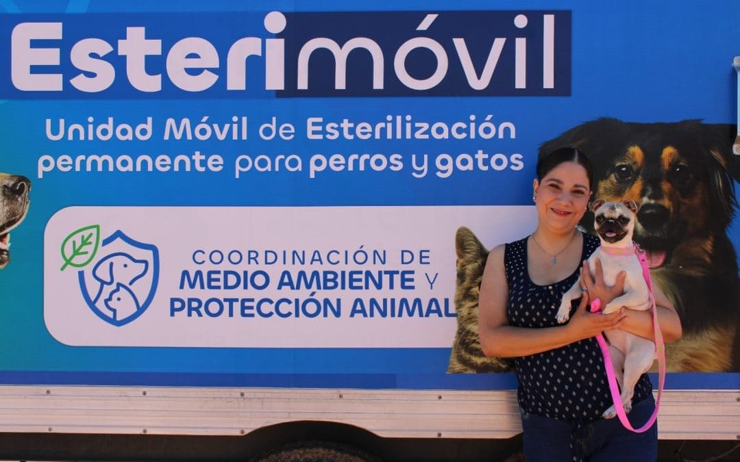 Esterilizaron a mil 920 perros y gatos en 2025
