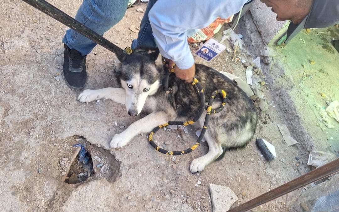 Rescatan a tres perros Husky en situación de abandono en la colonia San Rafael
