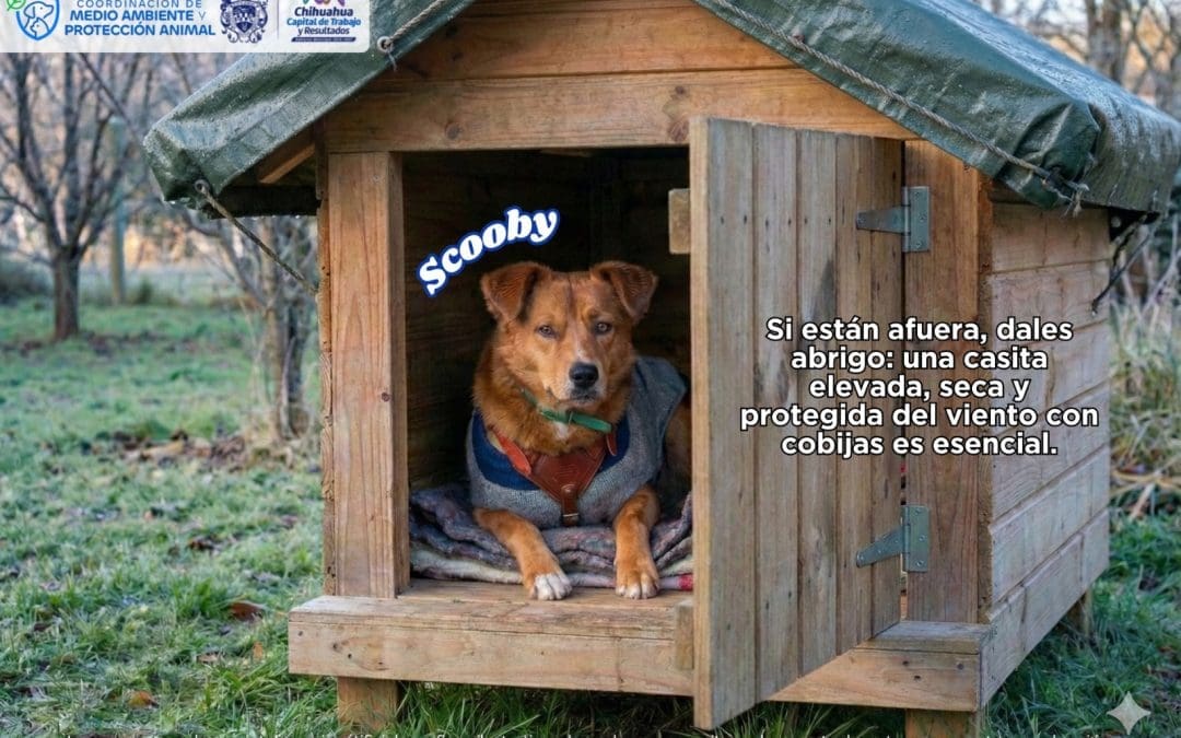 Piden proteger a mascotas ante bajas temperaturas en Chihuahua