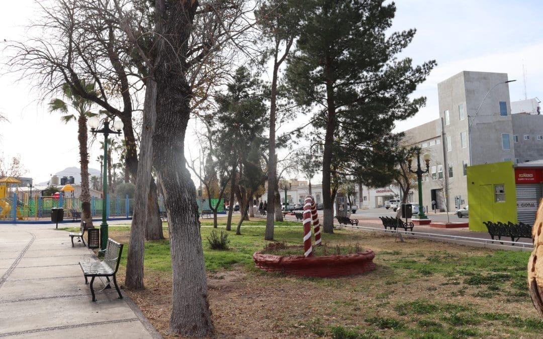 Ante bajas temperaturas, piden proteger a las plantas