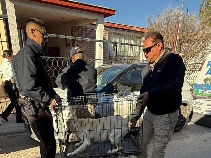 Rescata en las Granjas a siete perros por presunta omisión de cuidados