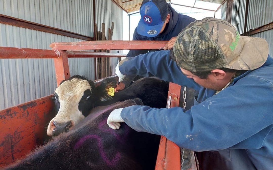 Redobla Estado barridos sanitarios en la Sierra para prevenir la tuberculosis bovina