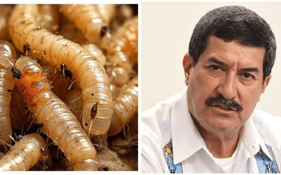 Anuncia Maru reunión con la Corte en CDMX; tratarán tema Corral y gusano barrenador