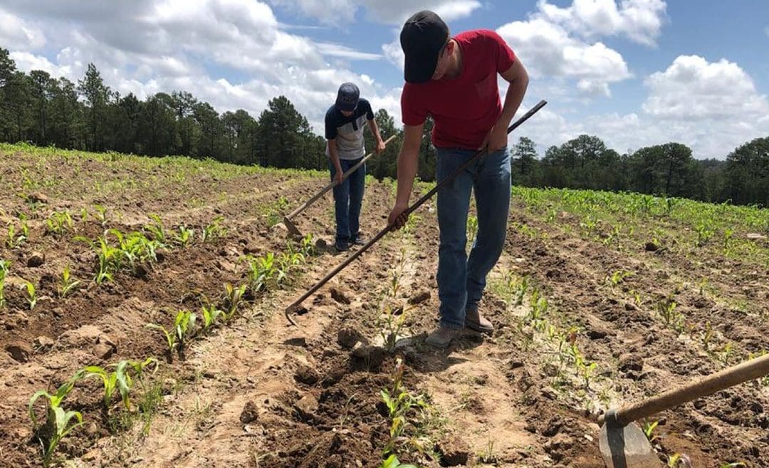 Impulsan certificado laboral para formalizar a trabajadores agrícolas