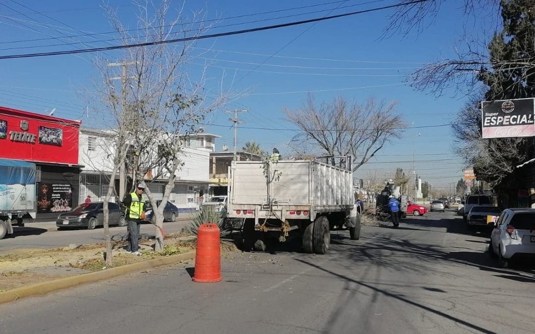 Retiran árboles secos en avenida Hidalgo y Heroico Colegio Militar