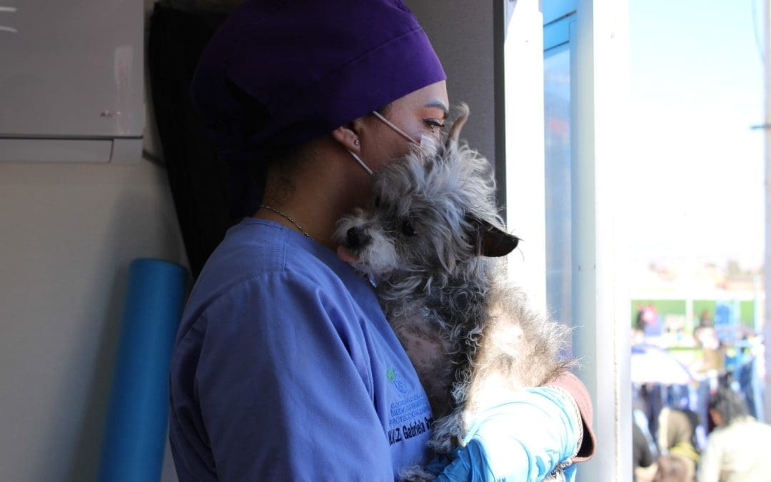 Han esterilizado más de 2 mil 340 mascotas en Chihuahua