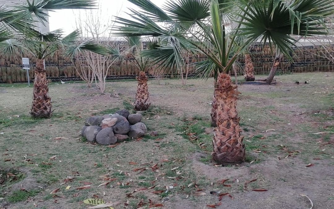 Denuncian abandono en Ciudad Judicial y deterioro de paraderos del Bowí en el Centro de Chihuahua