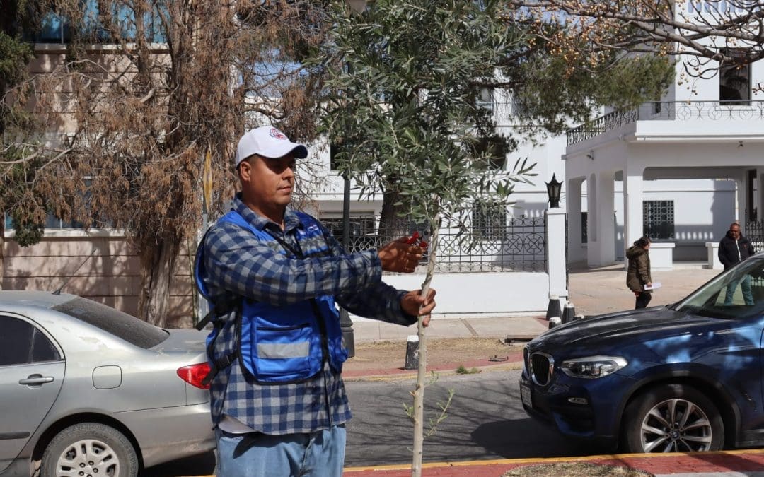 Termina temporada de poda de árboles en Chihuahua Capital