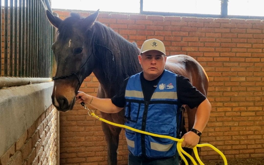 Policia Montada símbolo de fuerza para la ciudad