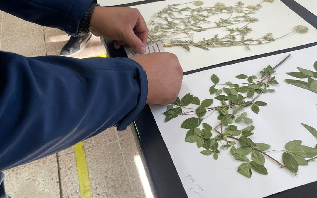 Invita la Uach a conocer su acervo herbario